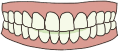 Teeth Image  icon